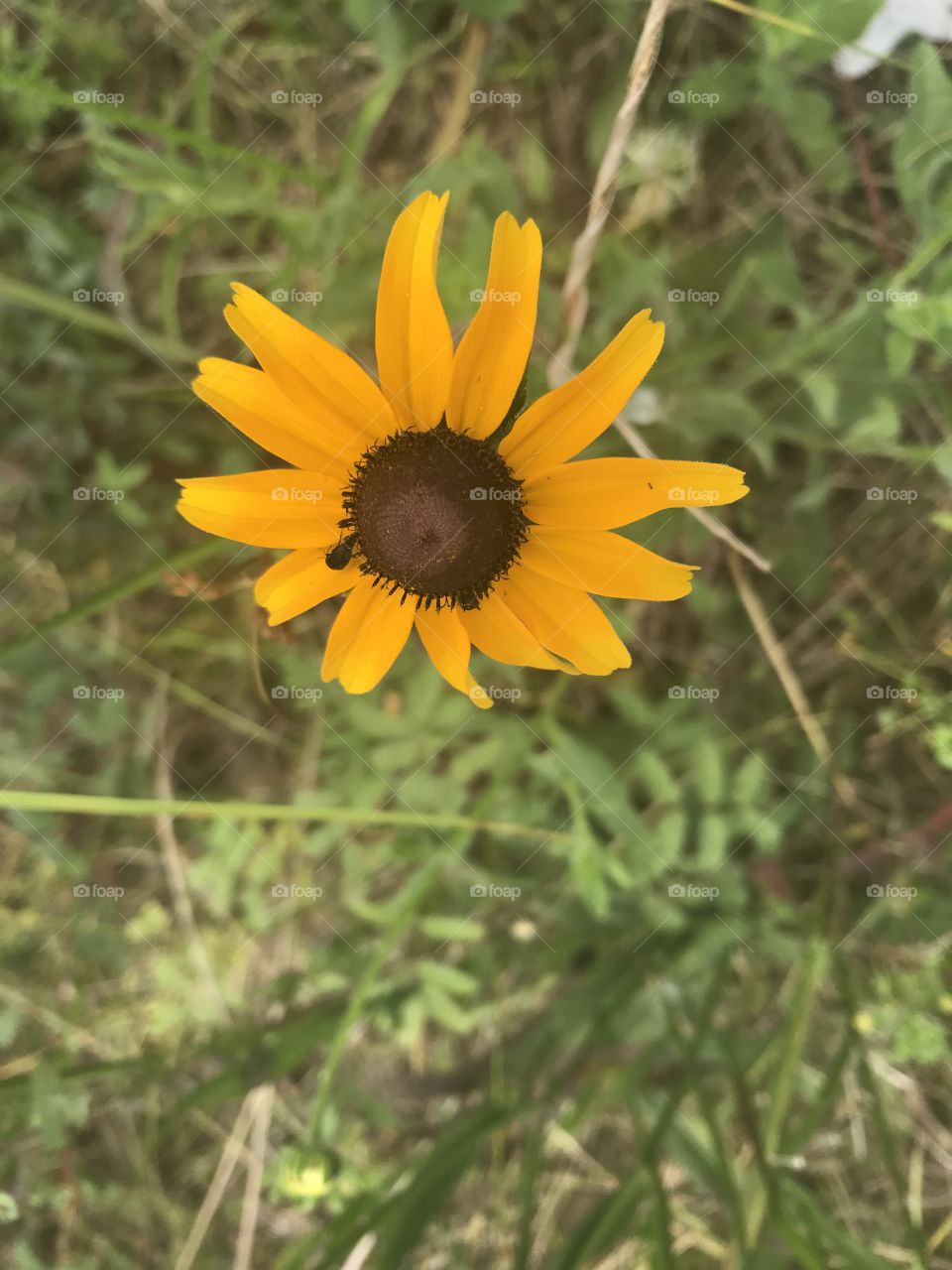 Sun flower in the sun 