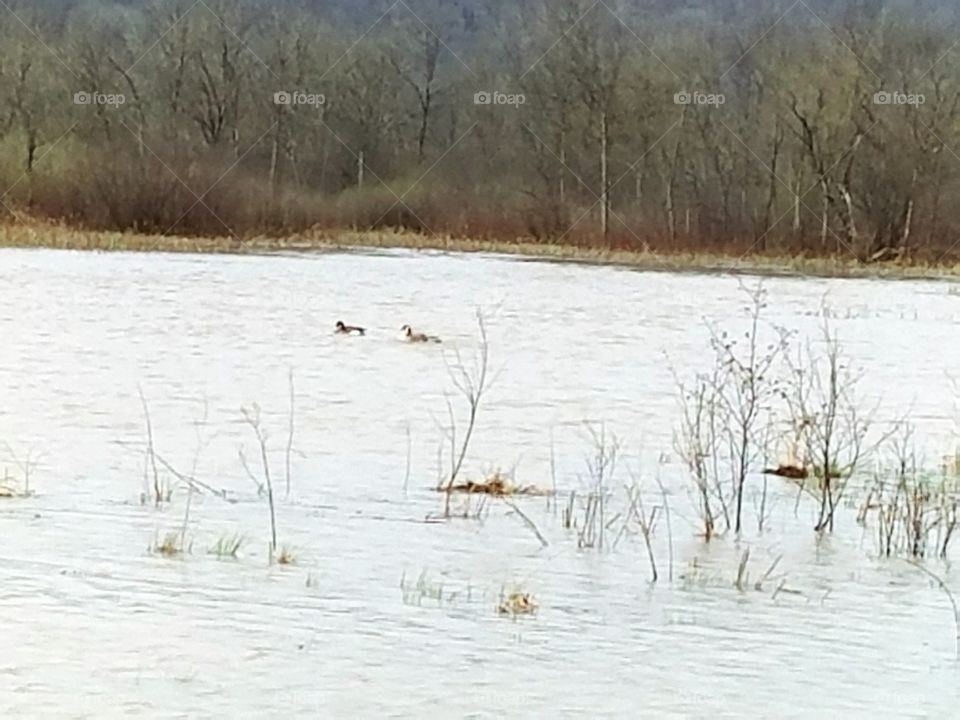 Geese on the Pond, trying to save their eggs