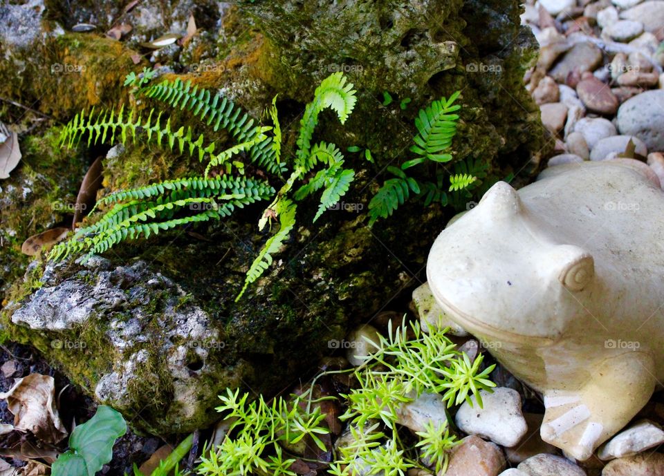 Ferns in limerick with ceramic frog