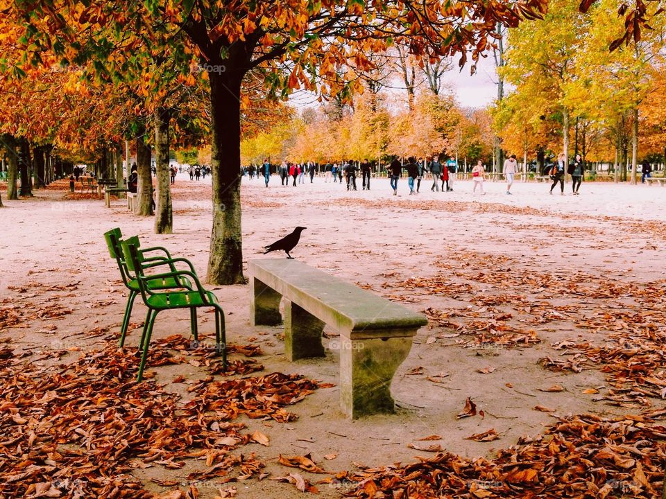 Bird enjoying autumn colors in Paris park
