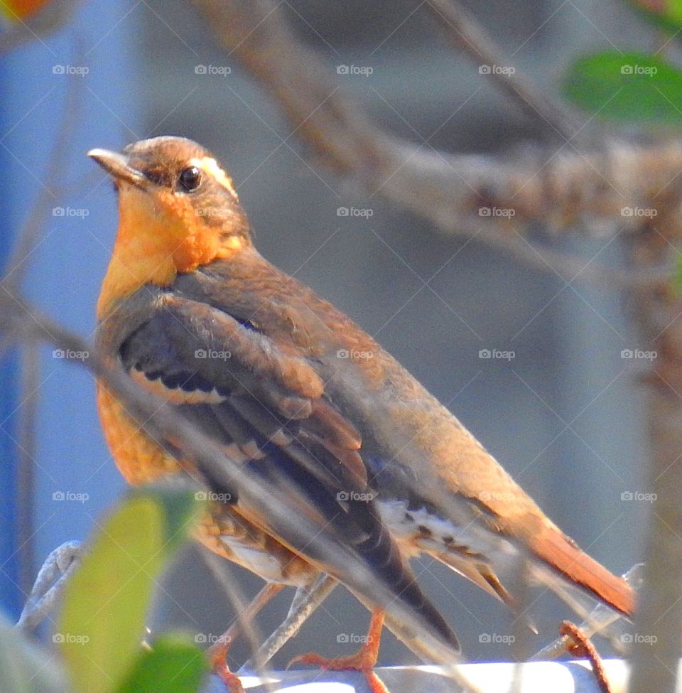 Varied Thrush-Bird