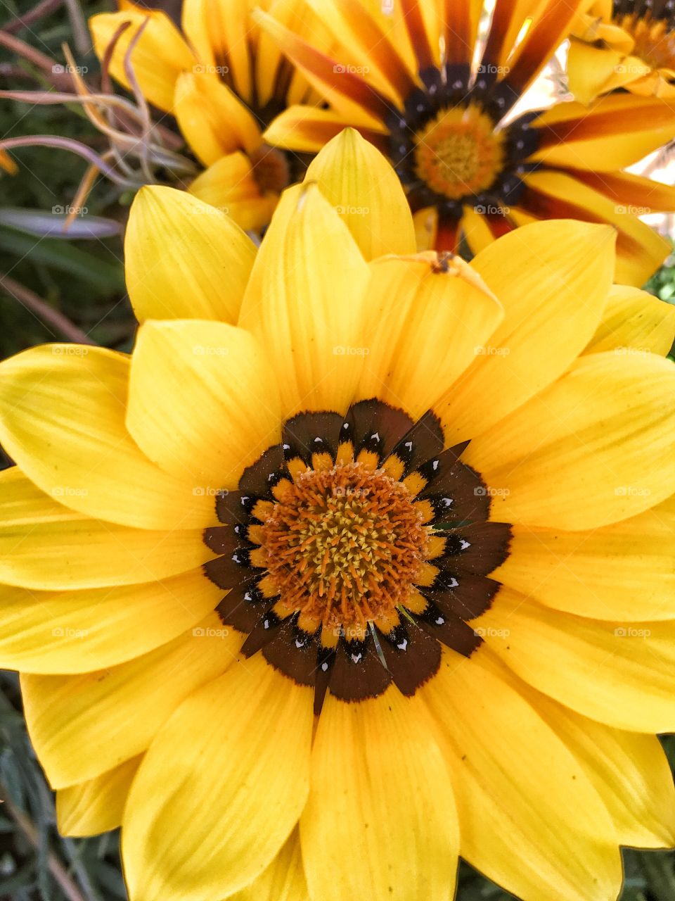 Bright yellow flower 