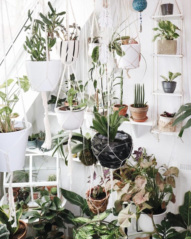plantaholic vibes
