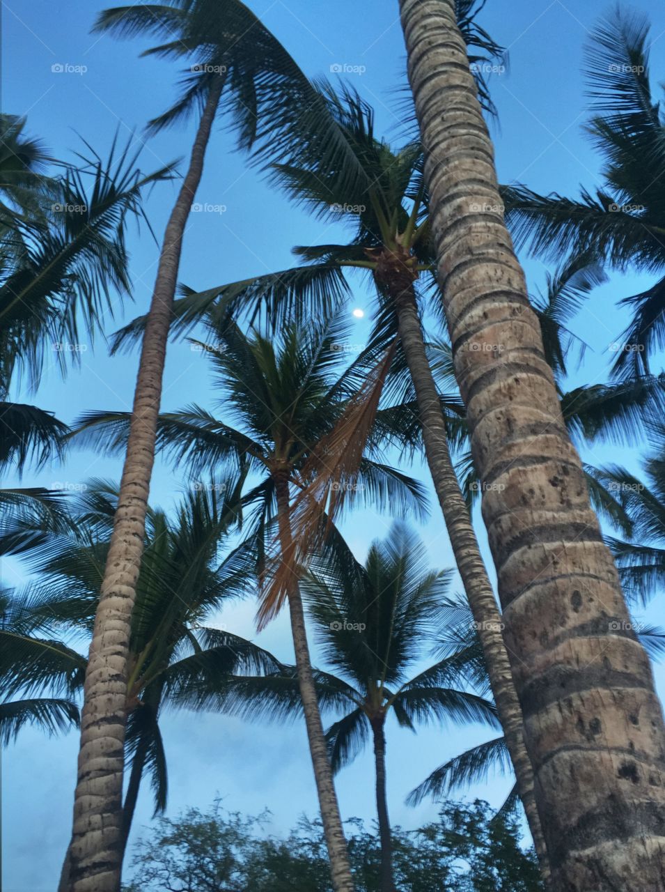 Hawaii palms 
