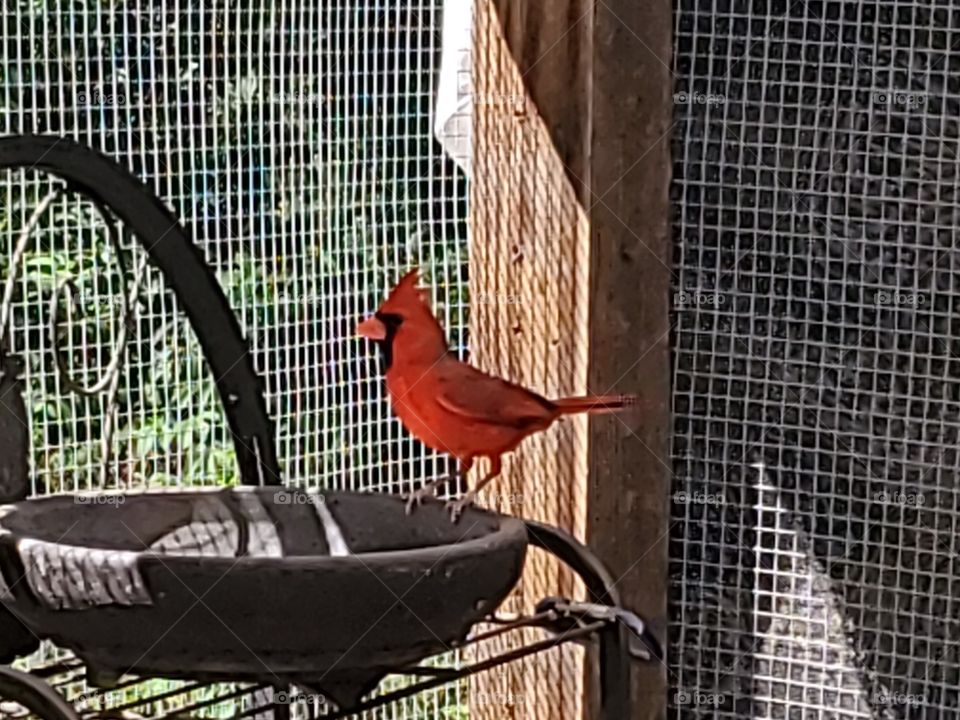 cardinal