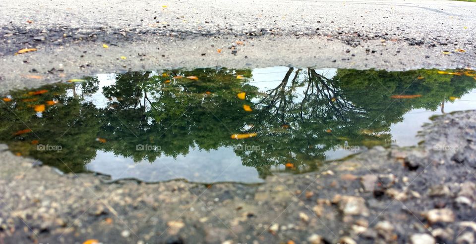 trees in a puddle