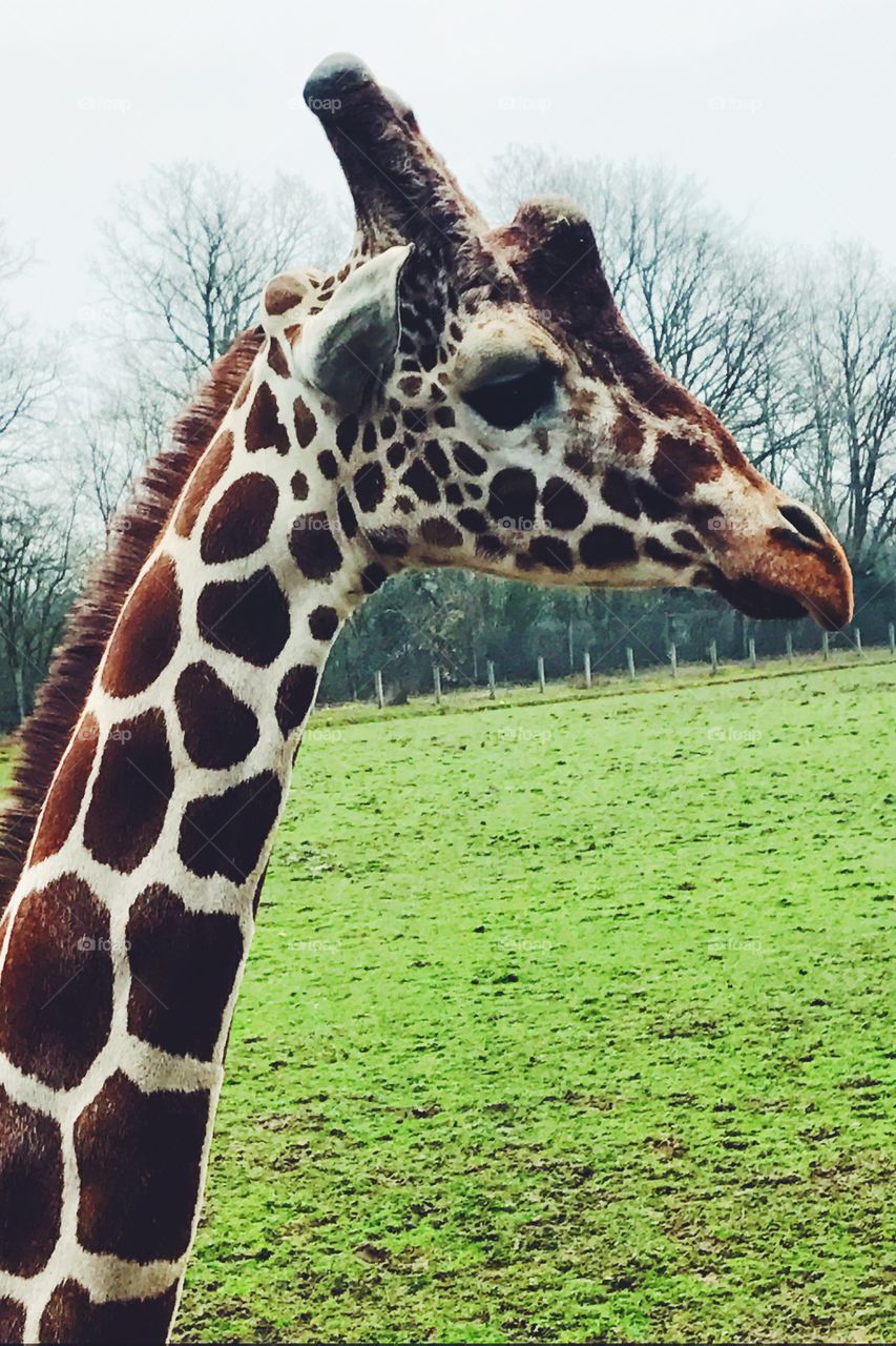 Giraffe at Zoo de Cerza, France