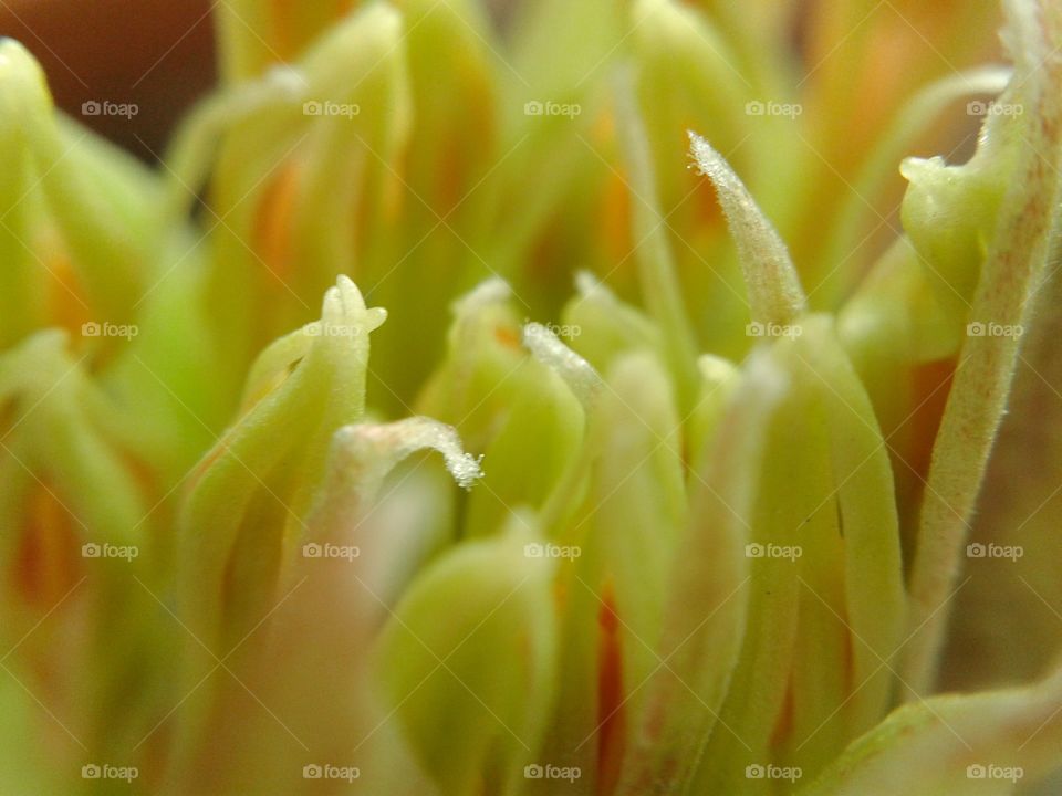 pollen flower. pollen flower macro