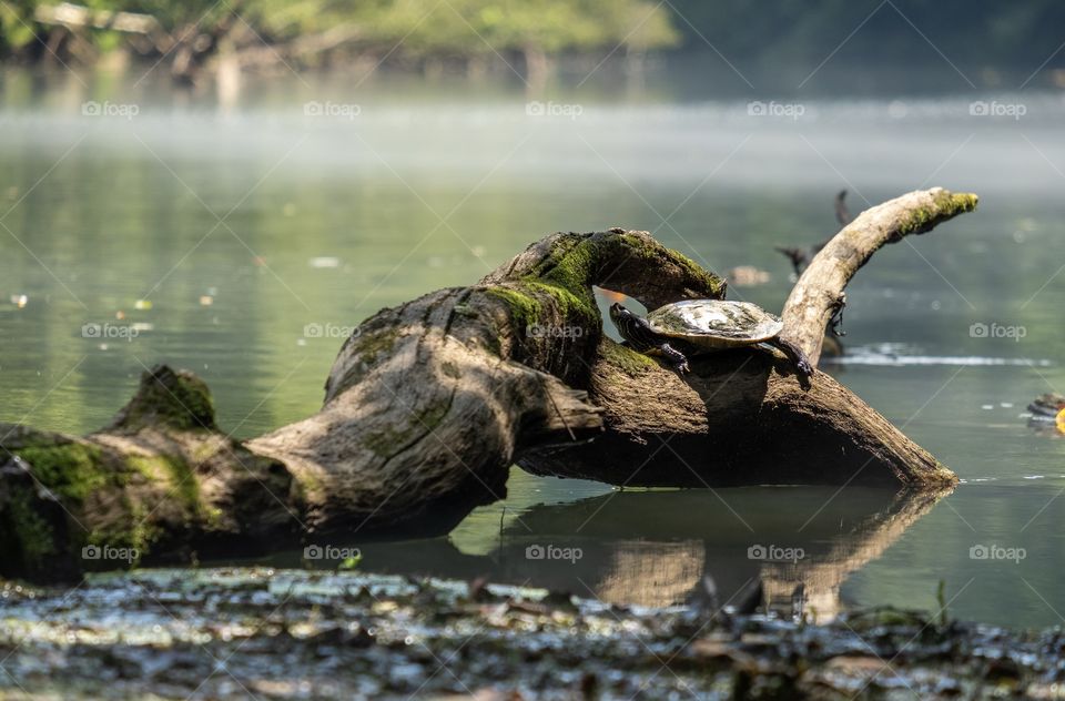 Foap, Glorious Mother Nature. A turtle (river cooter - Pseudemys concinna) suns on a mossy log at Elk River in Winchester, Tennessee. 