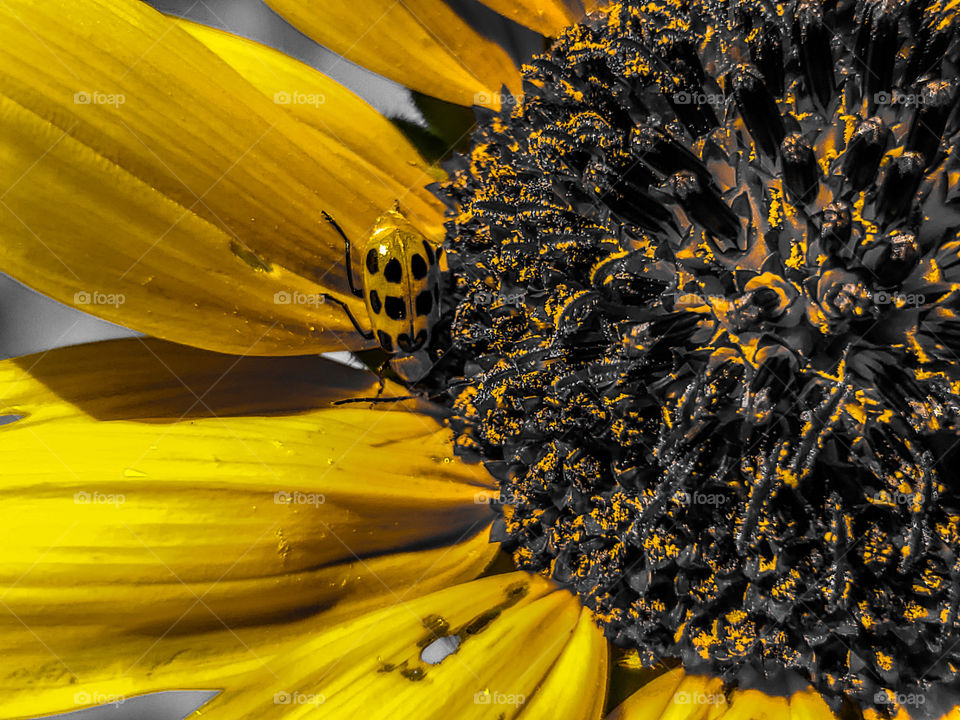 Gold / yellow color story:   Close up of a golden yellow beetle on a golden yellow common sunflower.