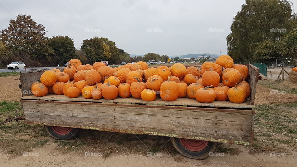 It's a pumpkin season