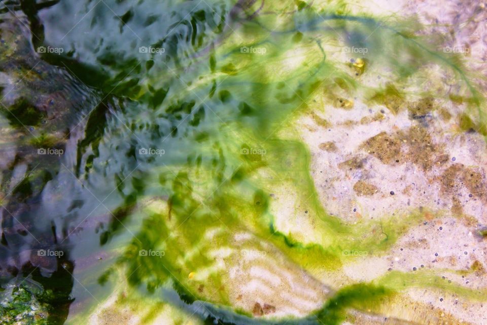 Algae in a flowing stream