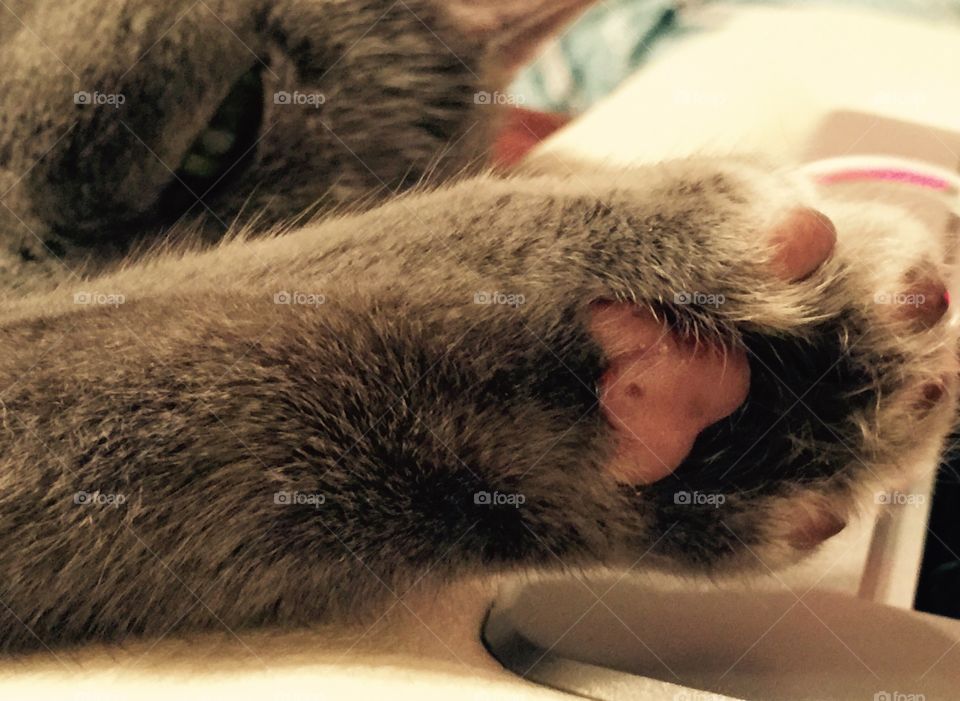 Close up of a cat paw of a gray cat with the cat’s face with one eye open behind the paw.
