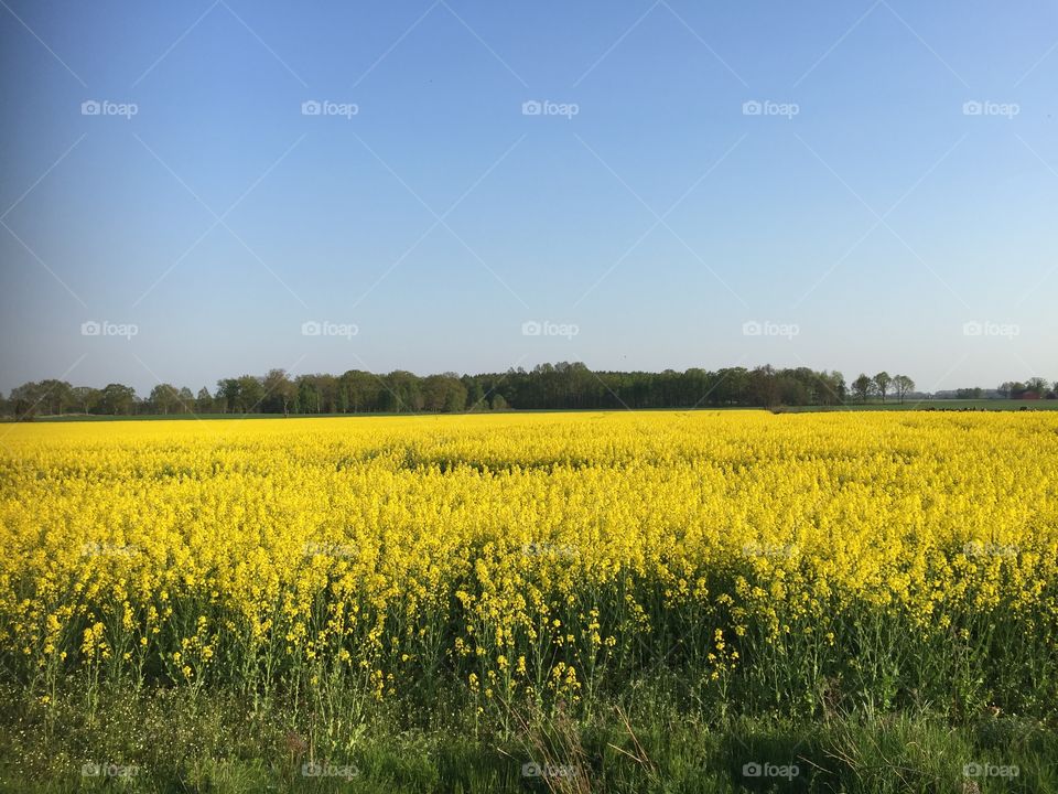 Rapefield close to my home 