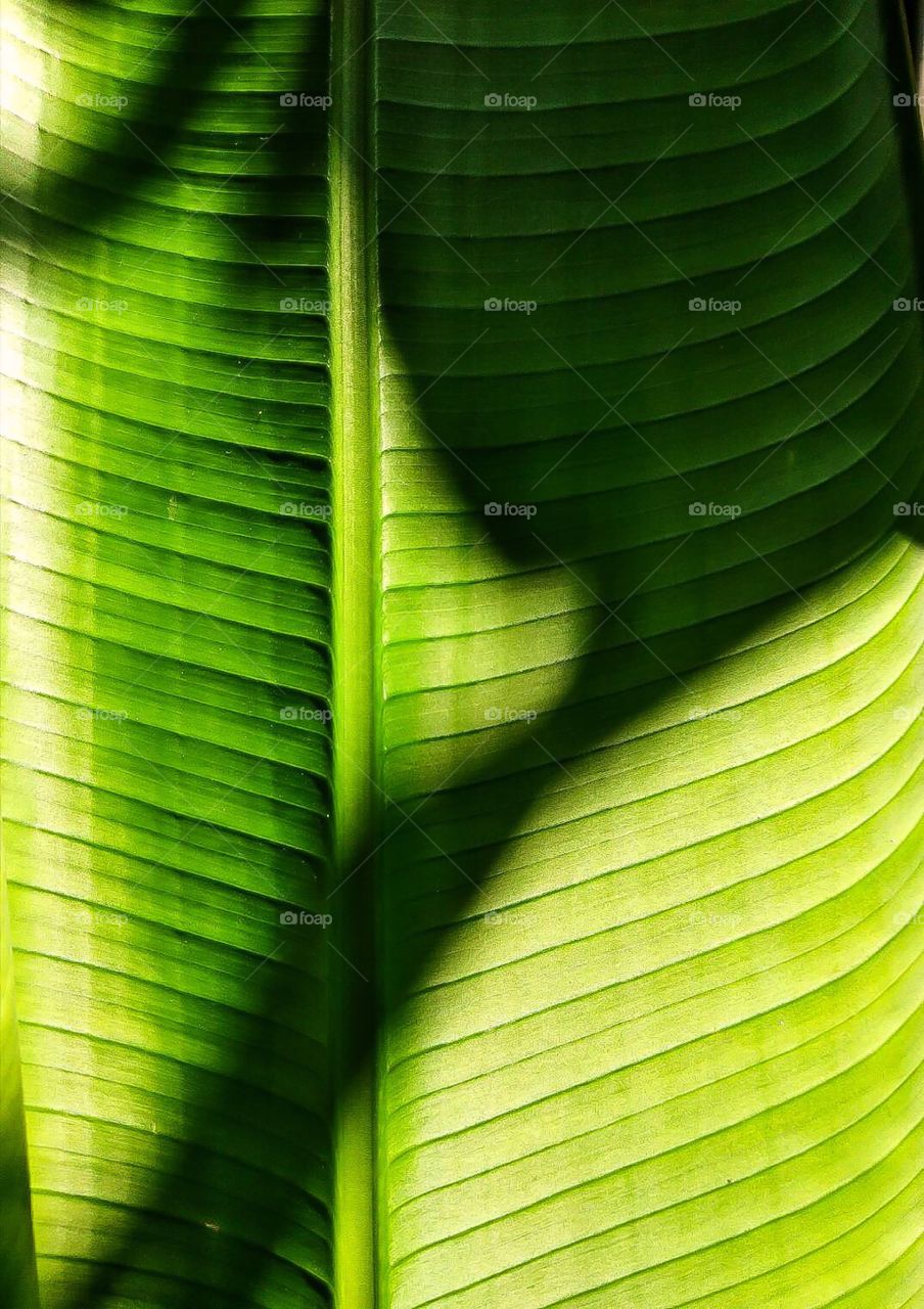 banana leaf and the light.