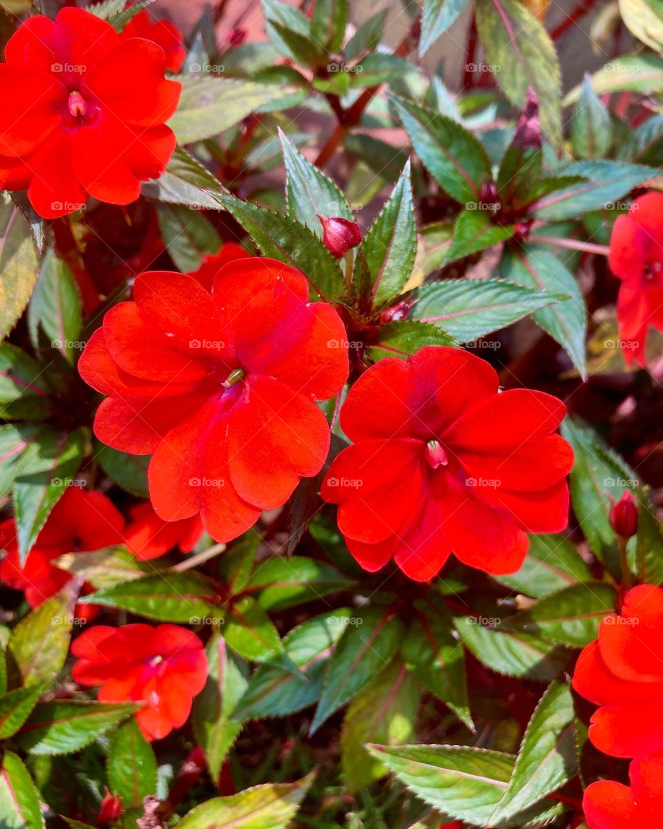 🌹 🇺🇸 Very beautiful flowers to brighten our day.  Live nature and its beauty. Did you like the delicate petals? / 🇧🇷 Flores muito bonitas para alegrar nosso dia. Viva a natureza e sua beleza. Gostaram das pétalas delicadas? 
