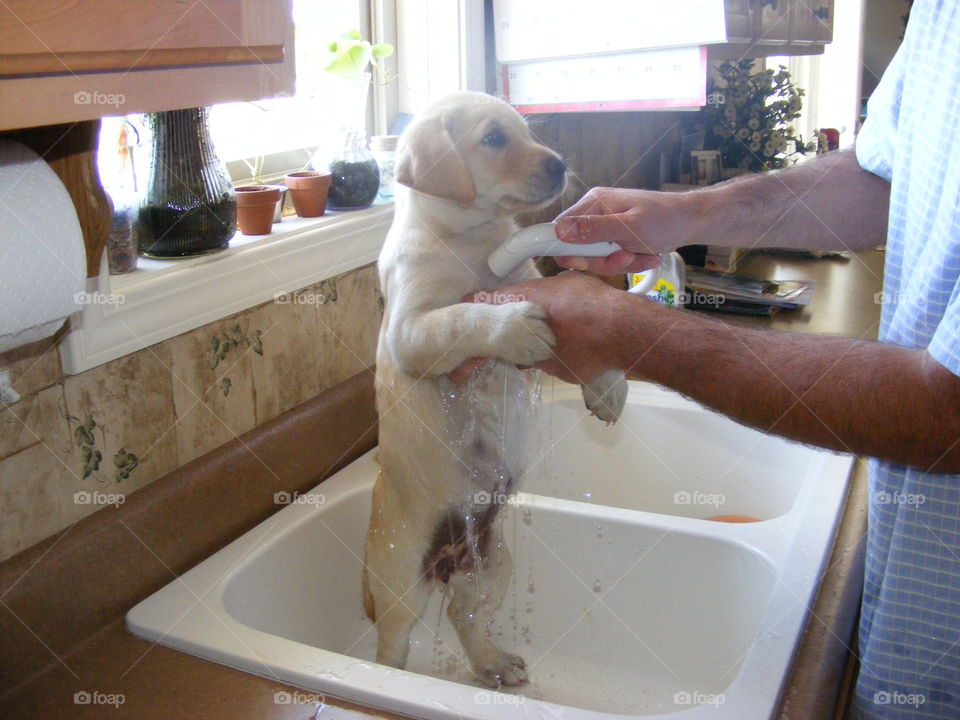 Yellow puppy standing up on back legs getting tummy sprayed with water during bath time.