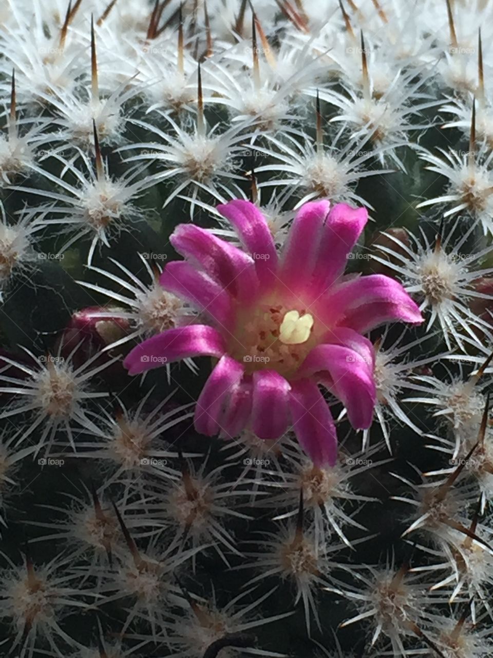 Beautiful cactus flower 