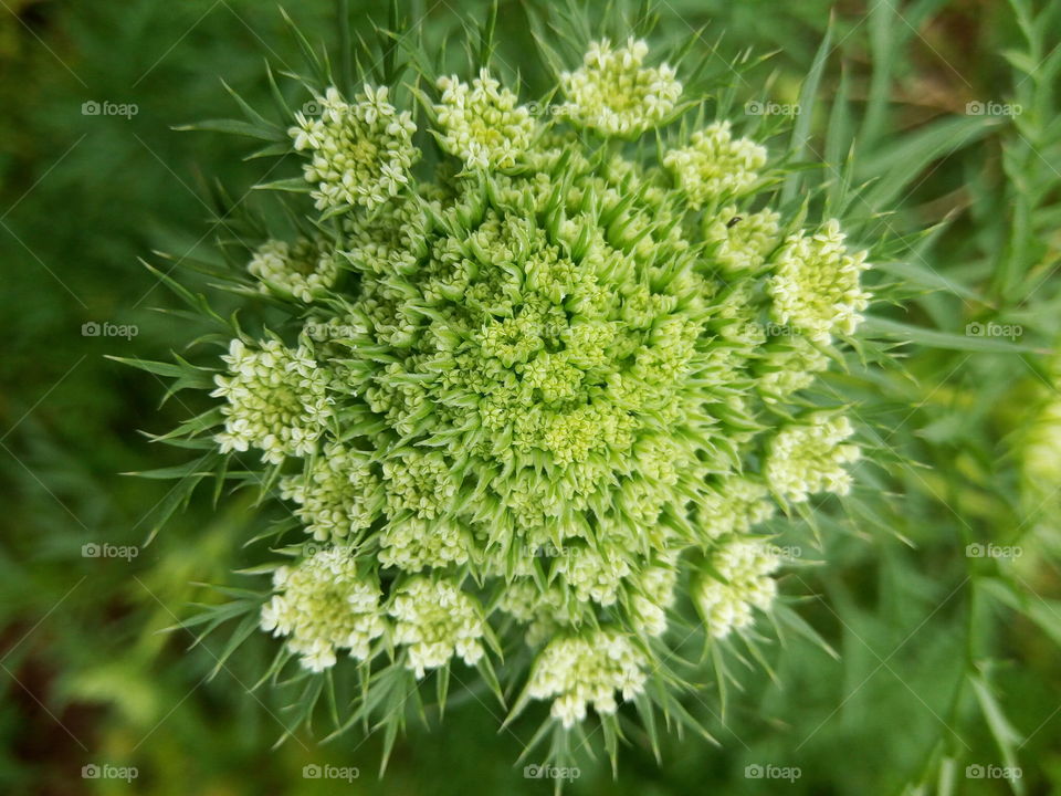 flowering carrot blooms