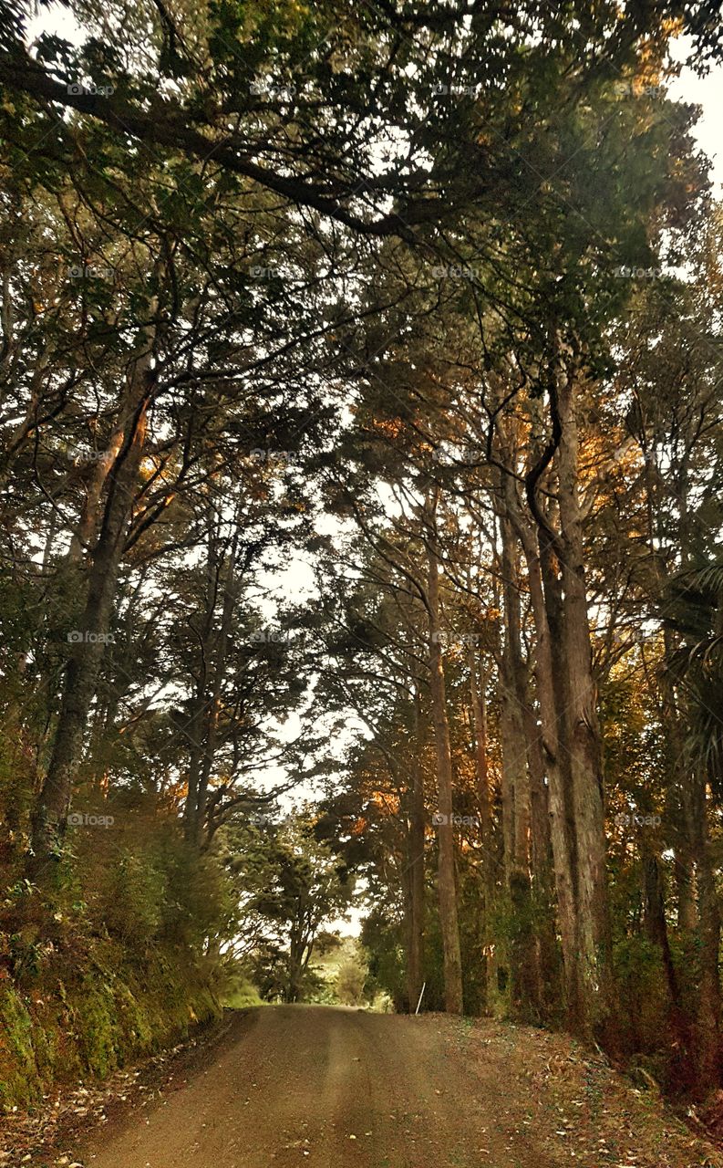 Trees in fall