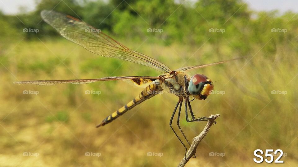 Globe Skimmer Dragonfly____S52