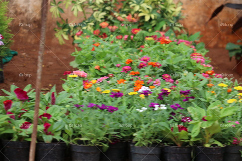 Garden, Flower, Leaf, Flora, Nature