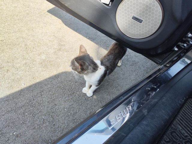 my best cat