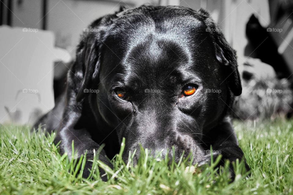black Labrador