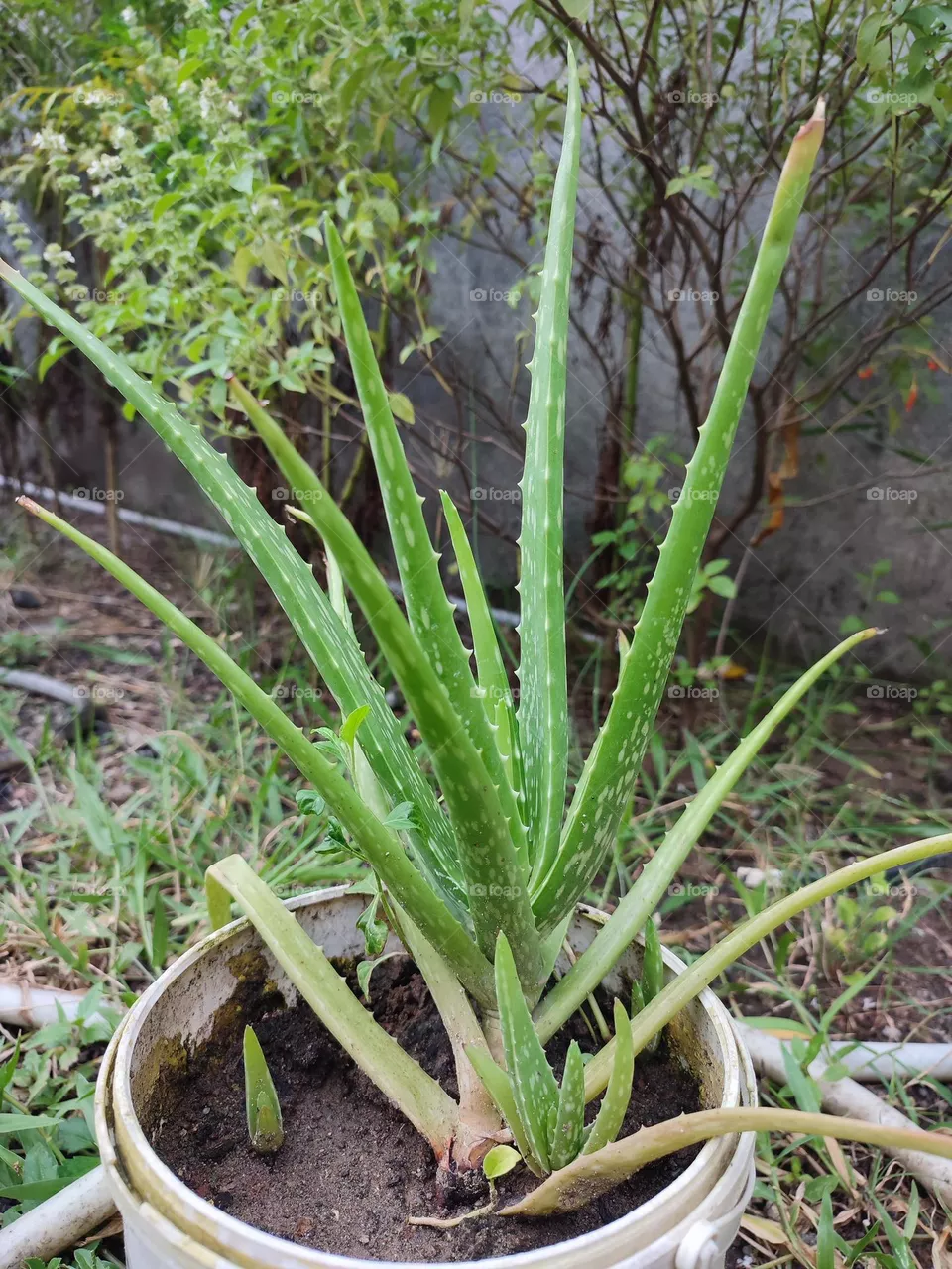 Aloe Vera