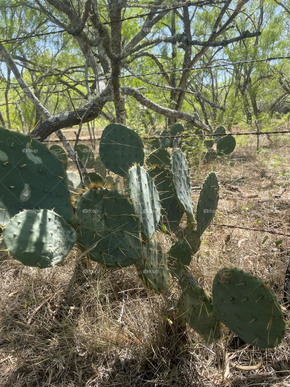 Spiky cactus
