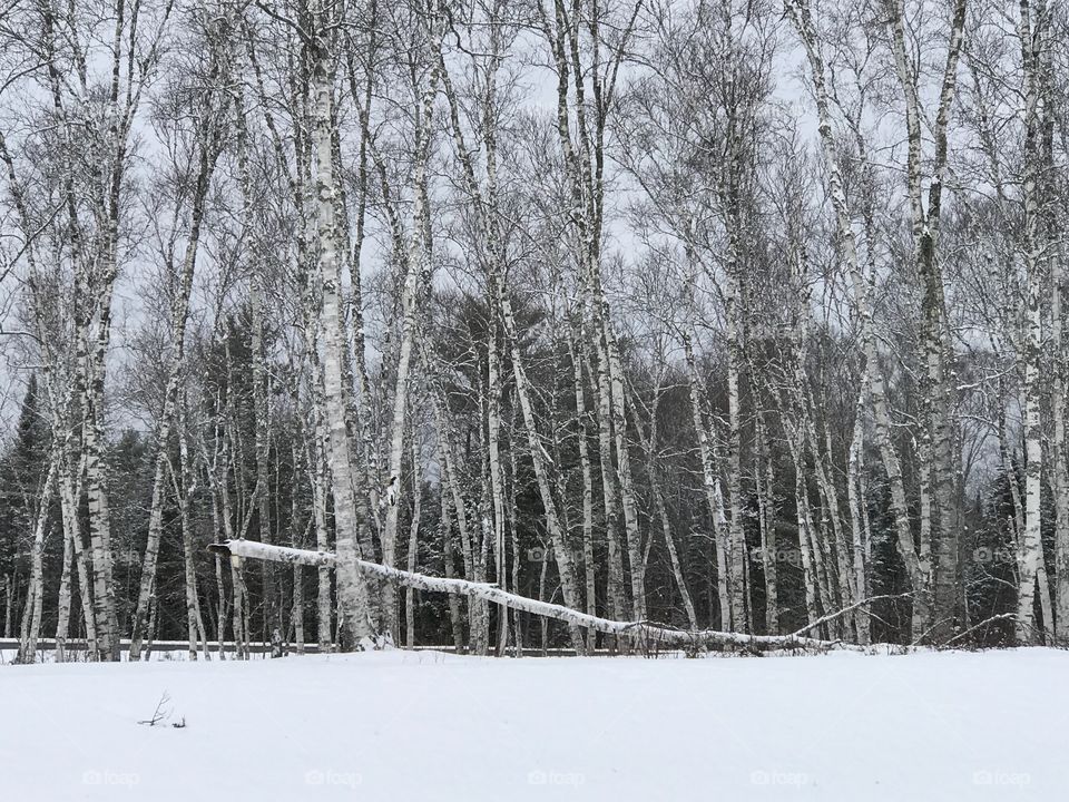White birches