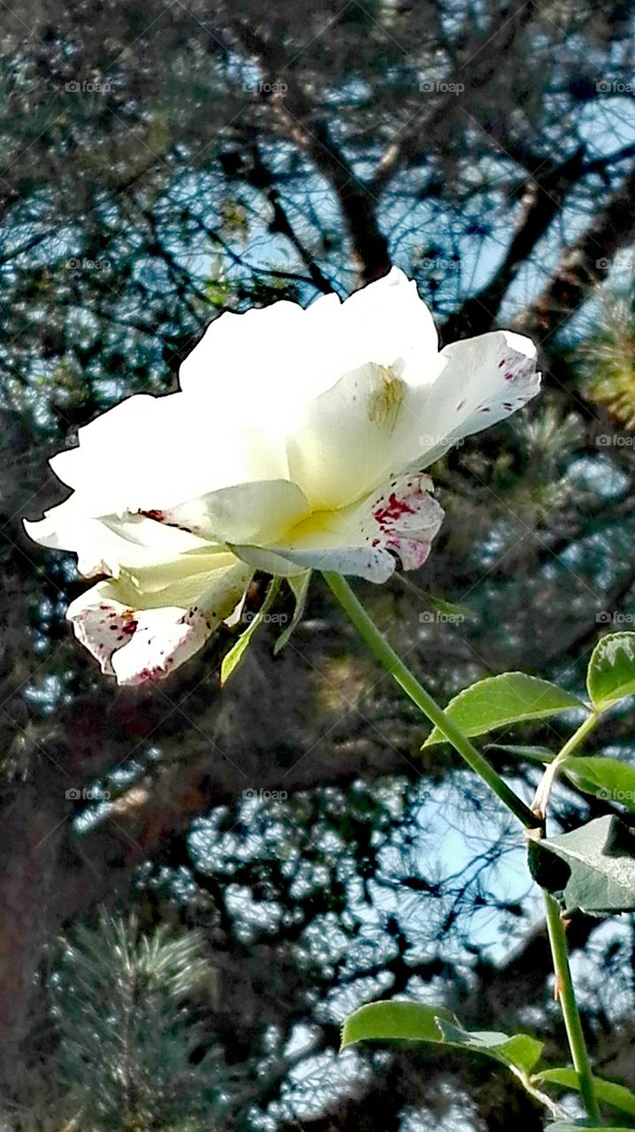 White rose.