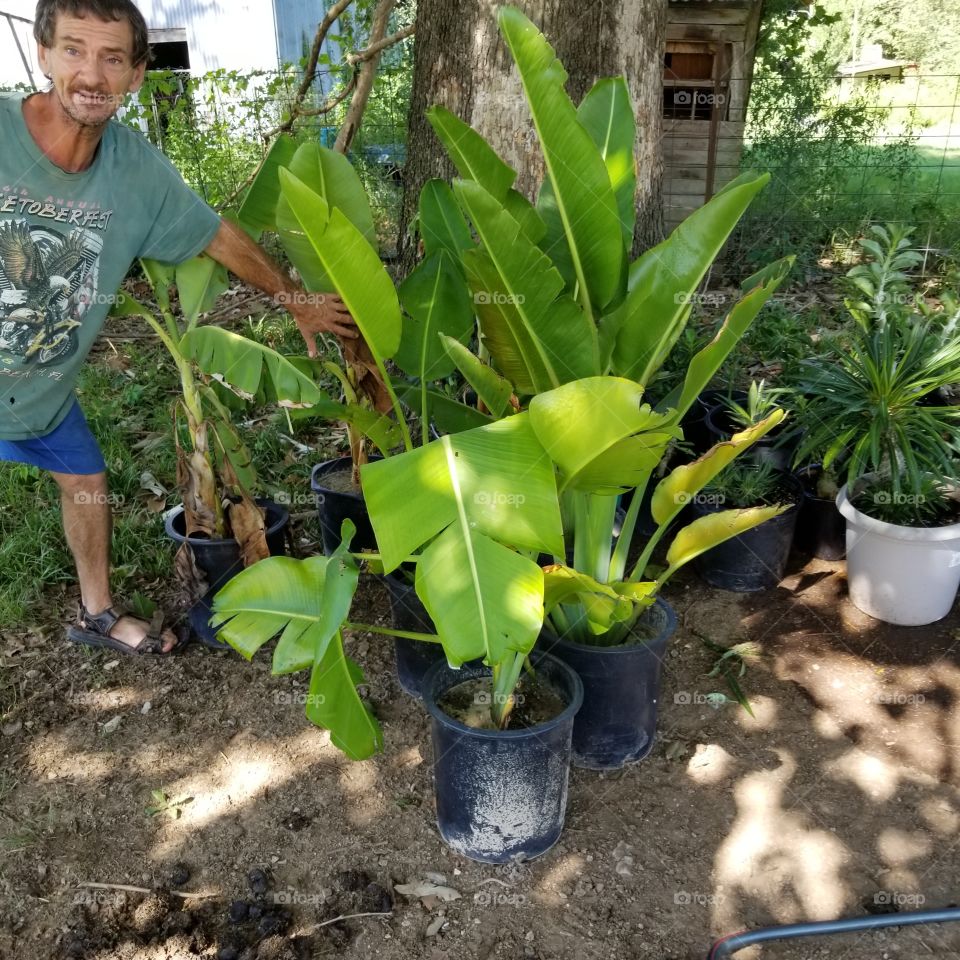 Banana plant