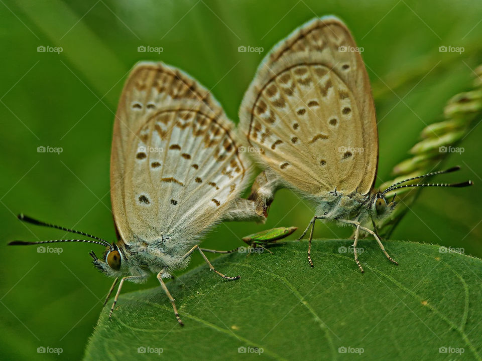 mating mini butterfly.