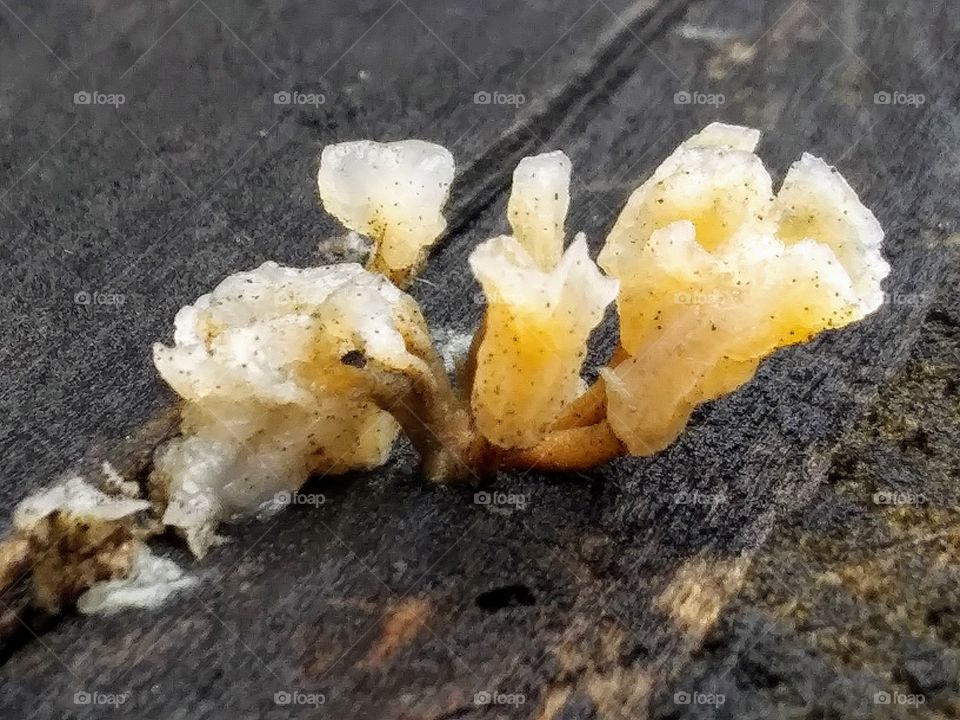 tiny fungus
