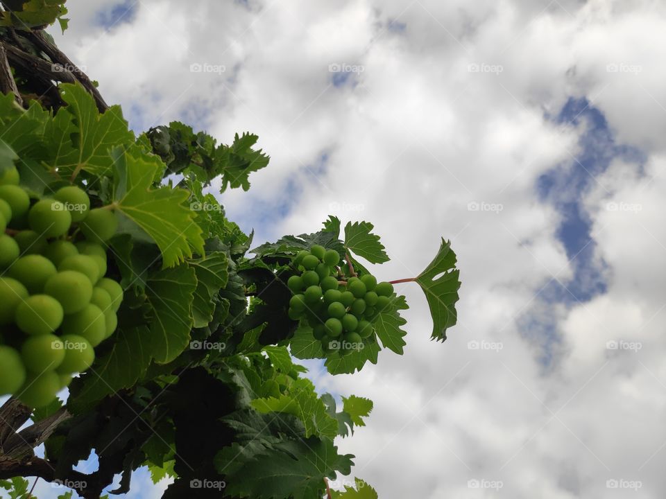 a image of growing grapes