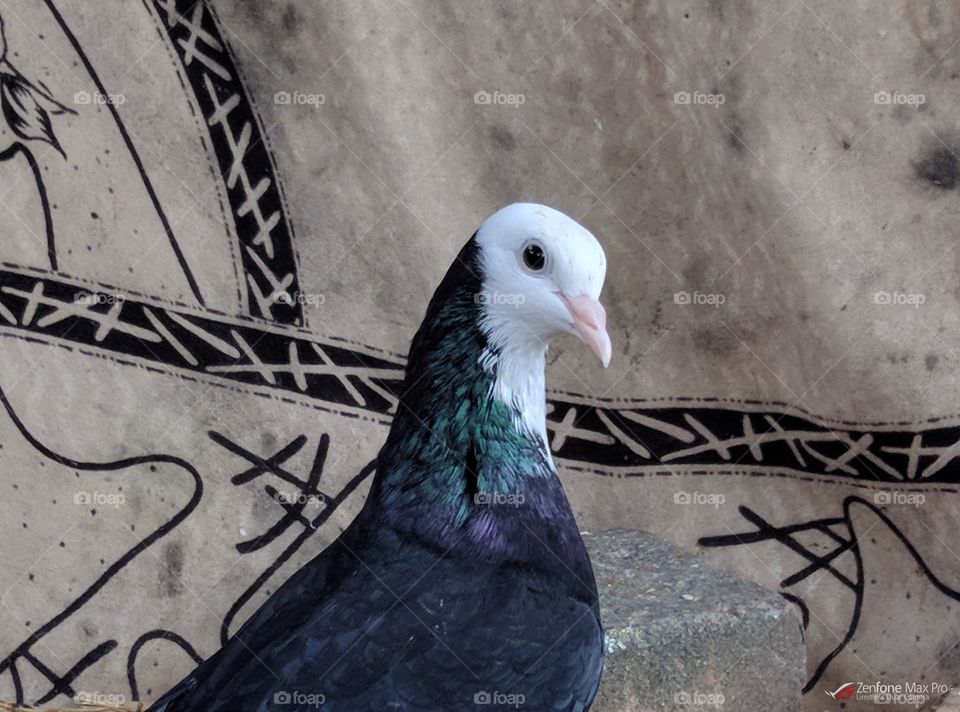 Pigeons in pose