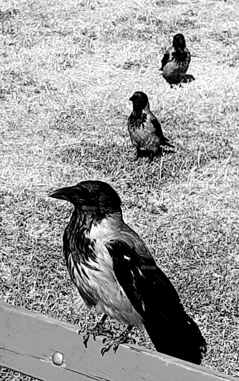 crows