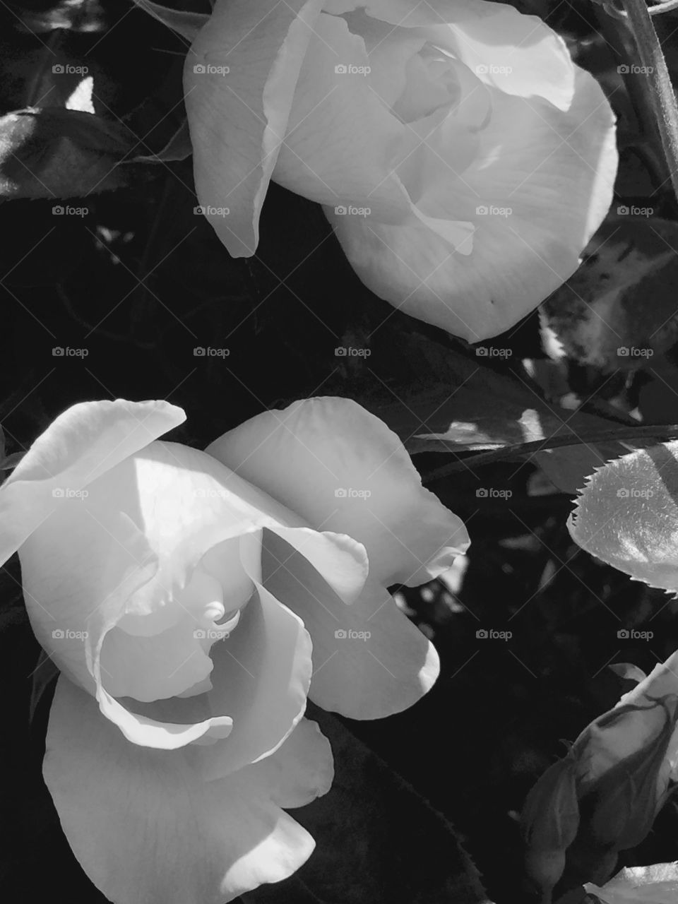 Flower, Wedding, Rose, Monochrome, Love