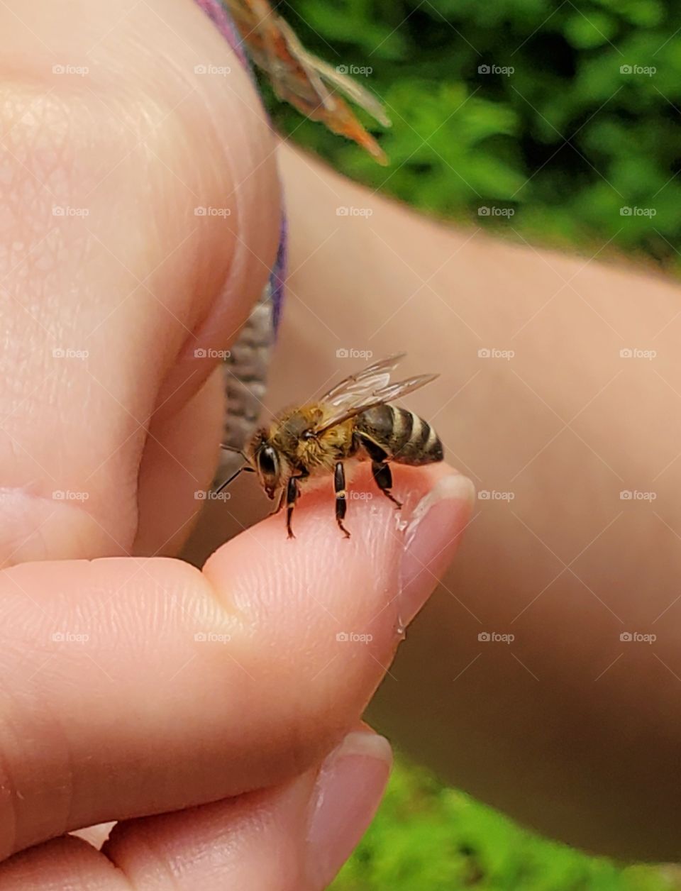 Holding a young bee