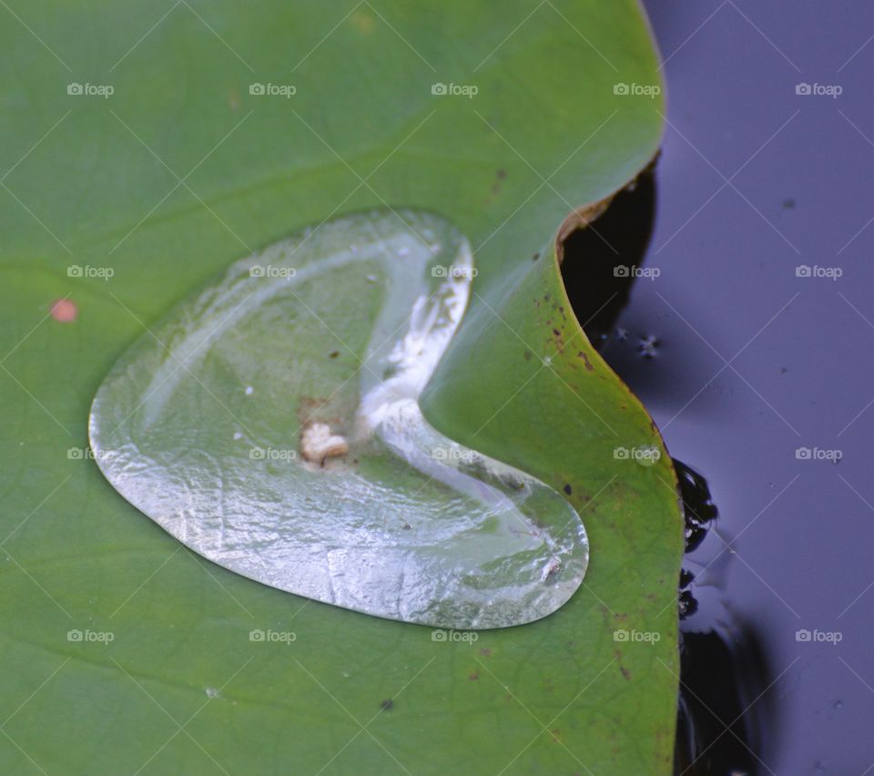 heart-shaped water drop on a green lily pad.