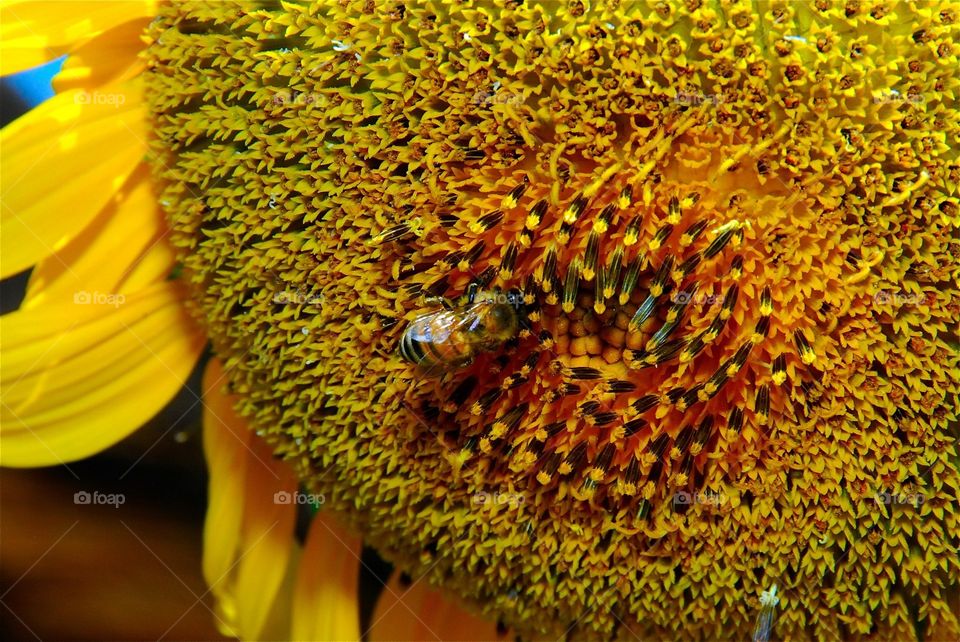 Sunflower with a bee 