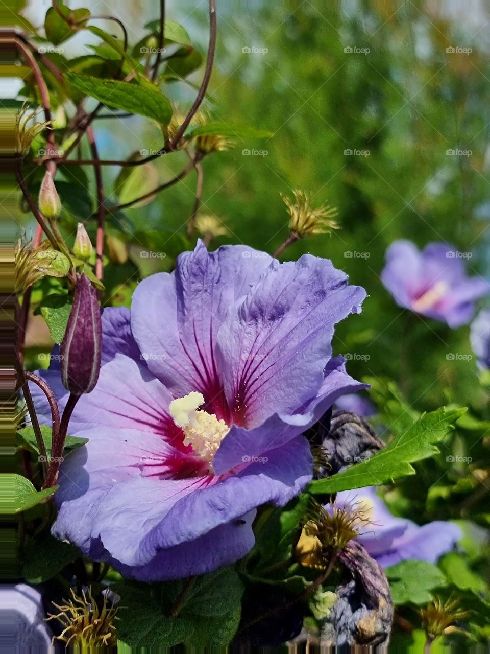 Beautiful flowers