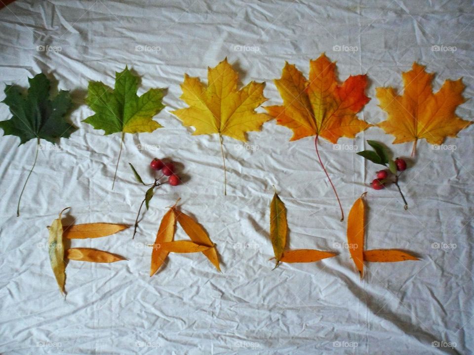 autumn leaves on white background