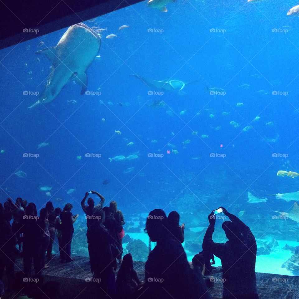 Huge water tank in Georgia Aquarium. 