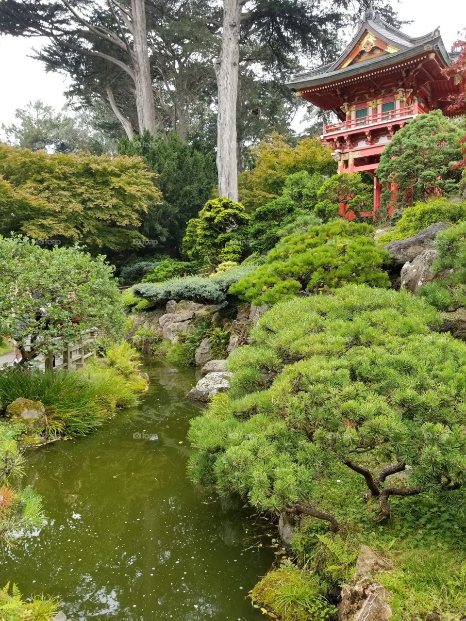 Japanese tea garden