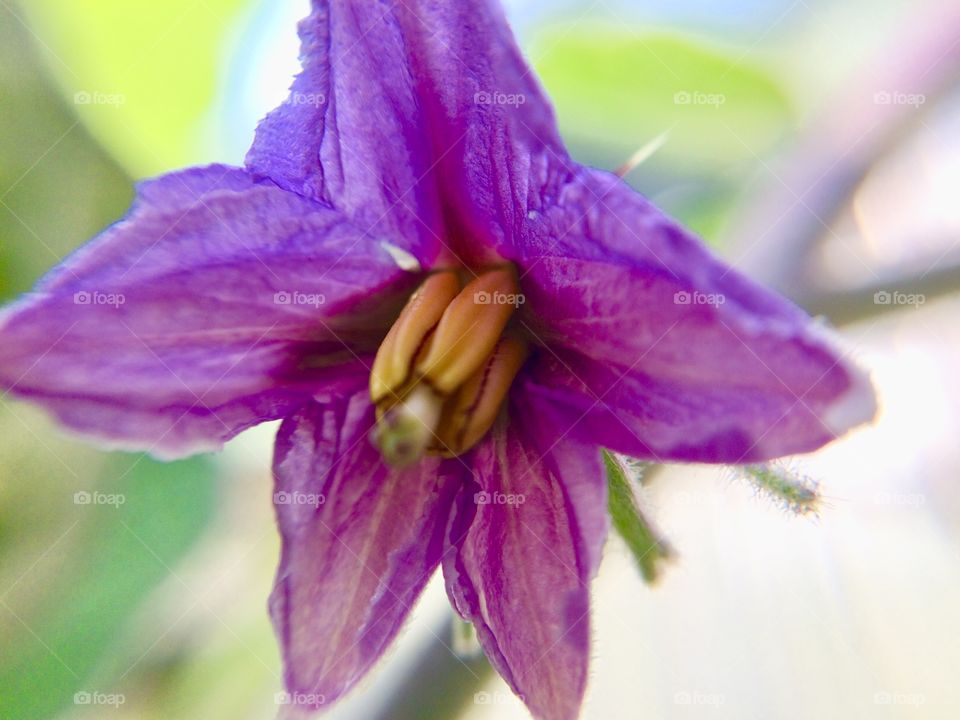 Beautiful Magenta flower closeup macro photo