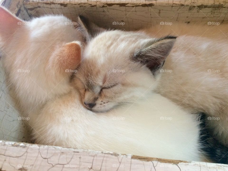 Sleepy kittens