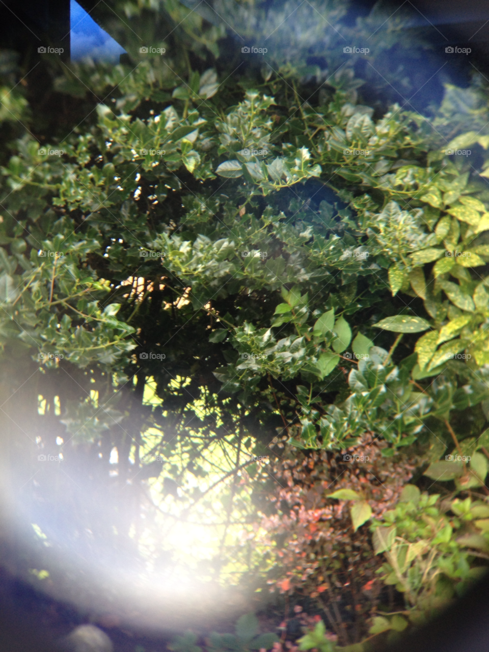 Leaf, No Person, Tree, Nature, Water
