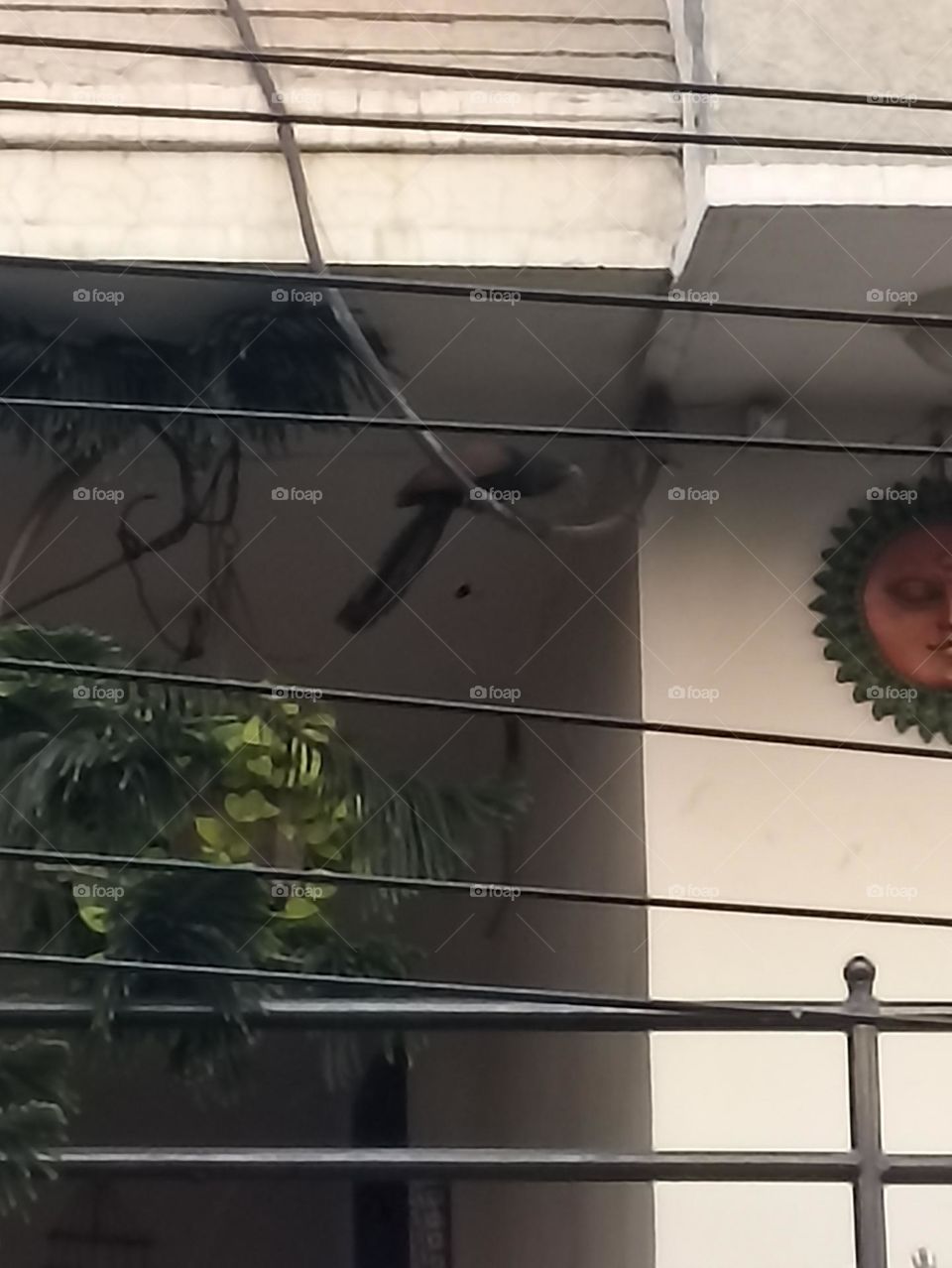 myna taking a swing was very nice without any one around